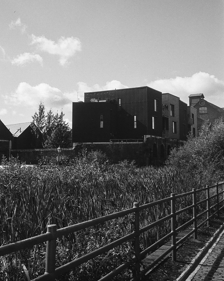Overgrown reeds in an industrial complex.
